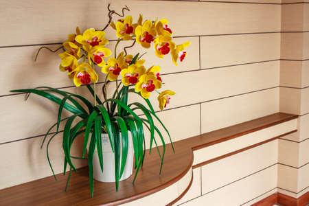 Yellow orchid near wall interior in drawing roomの写真素材