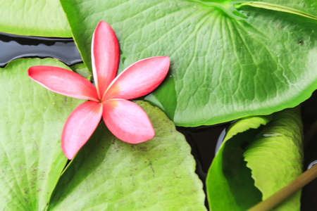 Pink Frangipani flower on green lotus leavesの写真素材