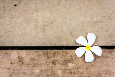 Tropical flowers frangipani on dirty wood floorの写真素材