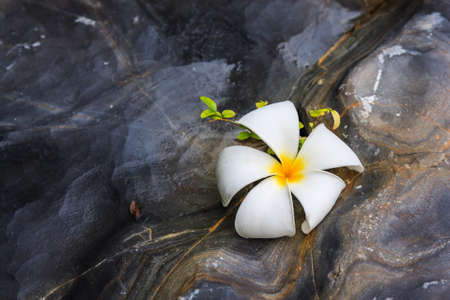 Tropical flowers frangipani on rockの写真素材