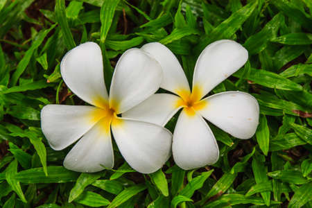Closeup tropical flowers frangipani on green grass