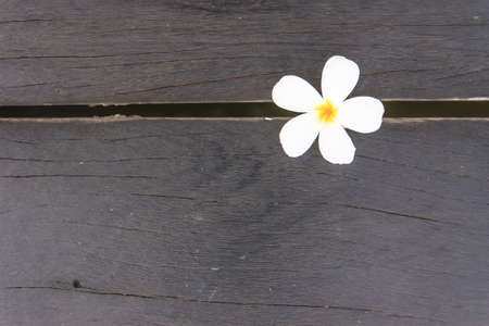 Tropical flowers frangipani on woodの写真素材