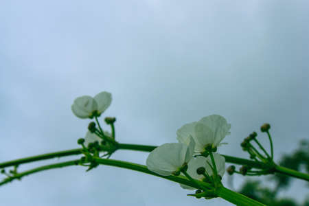 Beautiful white vine forest flower with blur backgroundの写真素材