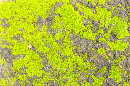 Texture from Green Moss on concrete floorの写真素材