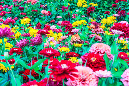 Zinnia flower garden with green leavesの写真素材