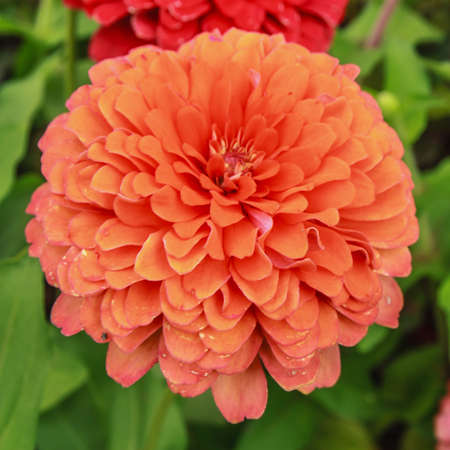Closeup orange Zinnia flower with green leavesの写真素材