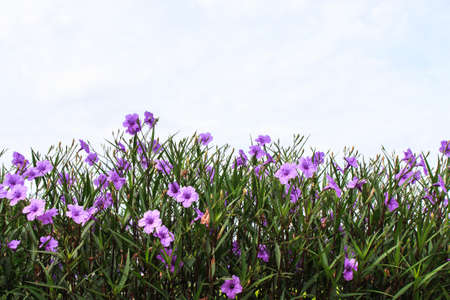 Violet ruellia flower with blue sky
