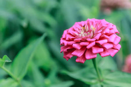 Pink Zinnia flower and green leaves with blur backgroundの写真素材