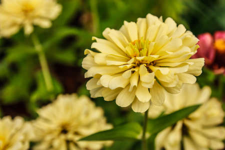 White Zinnia flower and green leaves with blur background