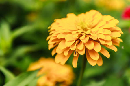 Yellow Zinnia flower and green leaves with blur backgroundの写真素材
