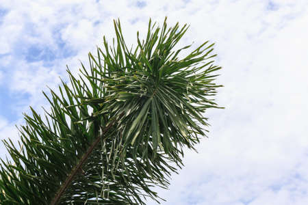 Green fresh palm leaves on blue sky background の写真素材