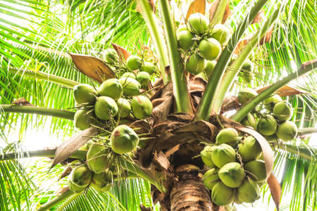 Sweet coconut on tree in gardenの写真素材