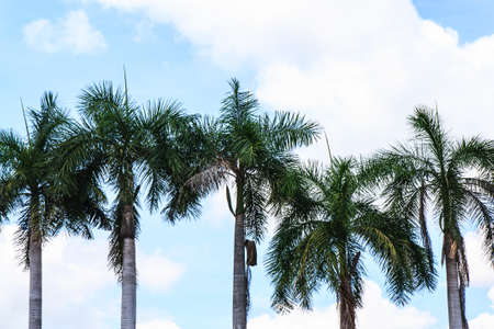 Line of palm trees isolated against the blue skyの写真素材