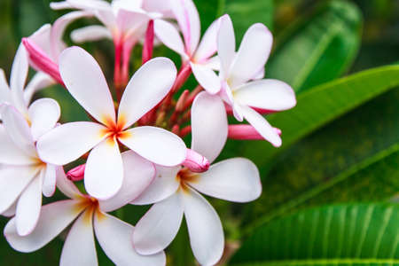 Branch of tropical flowers frangipani or Pplumeria flowerの写真素材