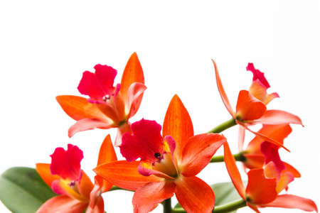 Beautiful Orange orchid on white backgroundの写真素材