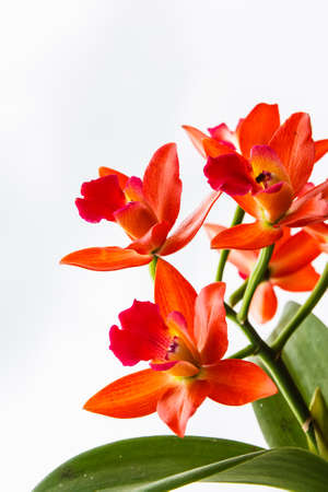 Beautiful Orange orchid on white backgroundの写真素材