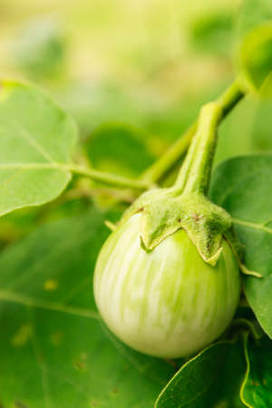 Thai Green Eggplant on tree with green leavesの写真素材