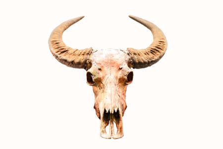 Buffalo skull isolate on white backgroundの写真素材