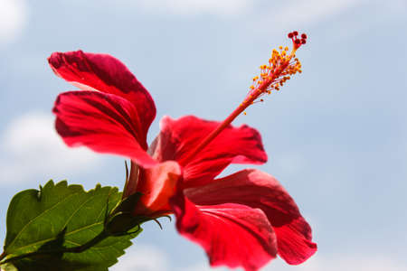 Hibiscus rosa-sinensis Flower with blue skyの写真素材