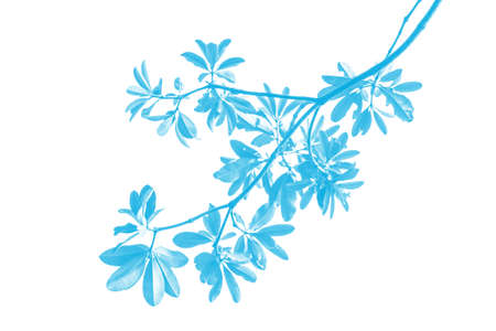 Green leaves isolated on white background