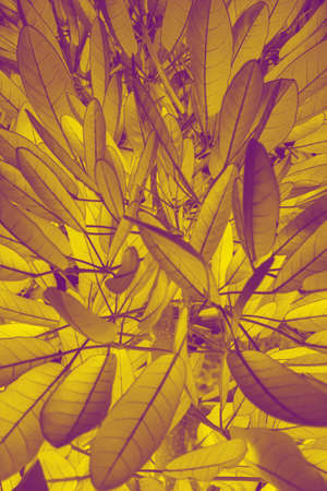 Background from green leaves