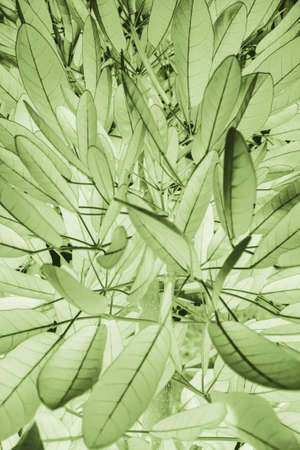 Background from green leavesの写真素材