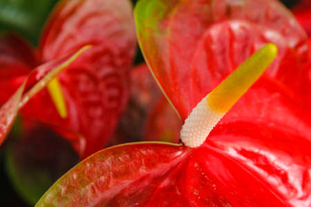 Close up of Red Anthurium flower in botanic garden Anthurium andraeanum, Araceae or Arumの写真素材