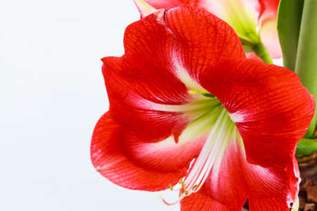 Close up Hippeastrum johnsonii flowerの写真素材