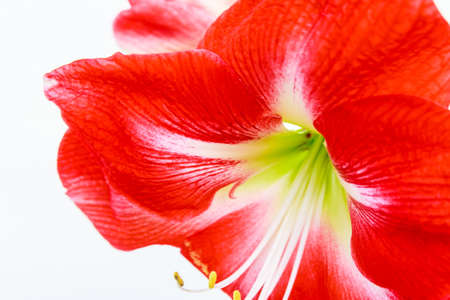 Close up Hippeastrum johnsonii flowerの写真素材