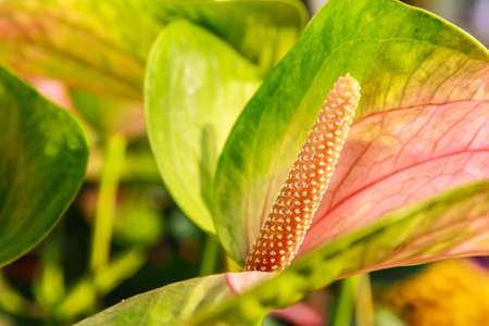 Close up of Anthurium flower in botanic garden Anthurium andraeanum, Araceae or Arumの写真素材