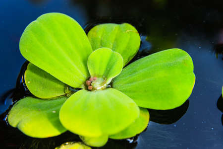 Close up Pistia strationtes on water in swampの写真素材