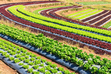 Agricultural industry. Growing salad lettuce on fieldの写真素材