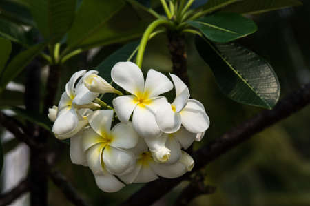 Frangipani flower at full bloom