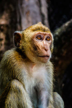 Portrait of a wild monkey sitting