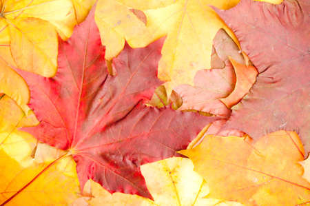 autumn decorations backgroundの写真素材
