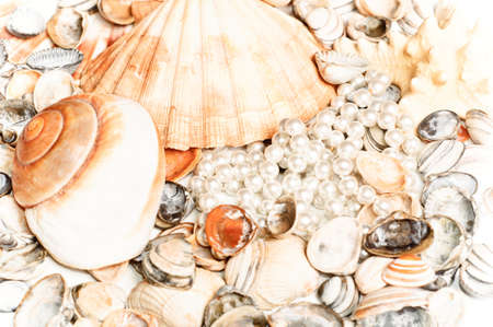 seashell backgroundの写真素材