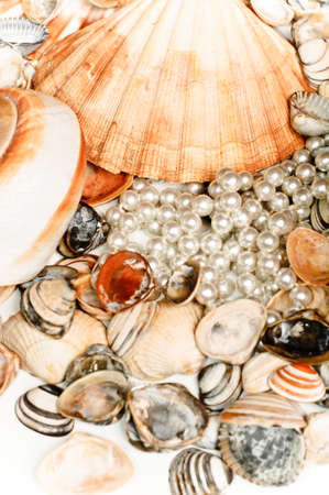seashell backgroundの写真素材