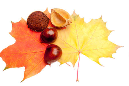 autumn decorations backroundの写真素材