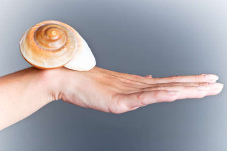 seashell in her handの写真素材