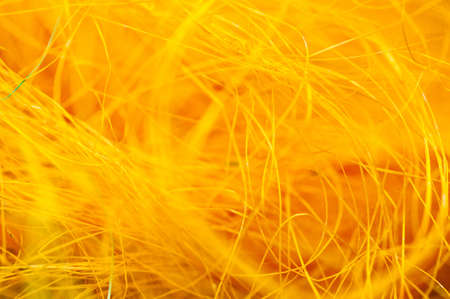 decorative stringの写真素材