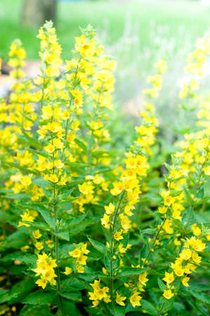 Spring flowers background