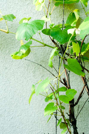 Grape leaves on vintage backgroundの写真素材