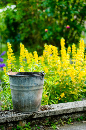 garden background - the foreground old bucketの写真素材