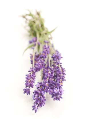 lavender flowers isolated on white backgroundの写真素材
