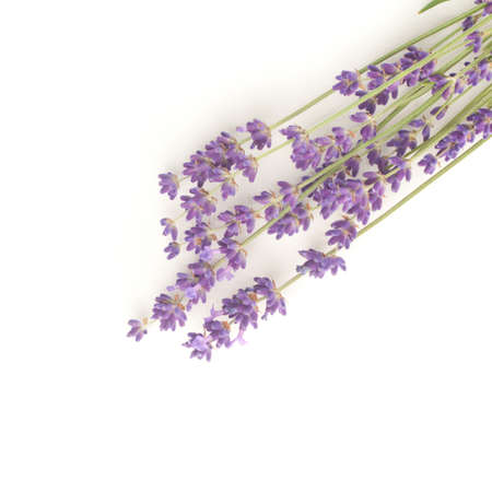 lavender flowers isolated on white backgroundの写真素材
