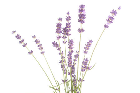 lavender flowers isolated on white backgroundの写真素材