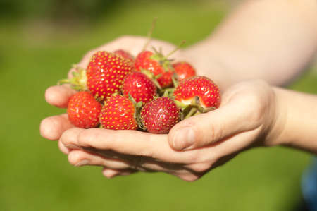 young girl holding a strawberry in her handsの写真素材