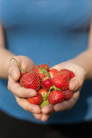 young girl holding a strawberry in her handsの写真素材