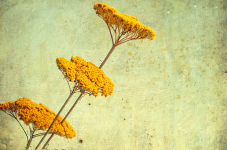 Textured old paper background with flowersの写真素材