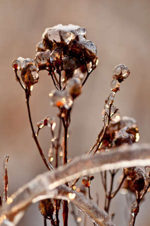 Photo plants frozen by frost at sunsetの写真素材
